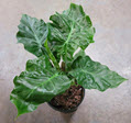 6" Alocasia Low Rider